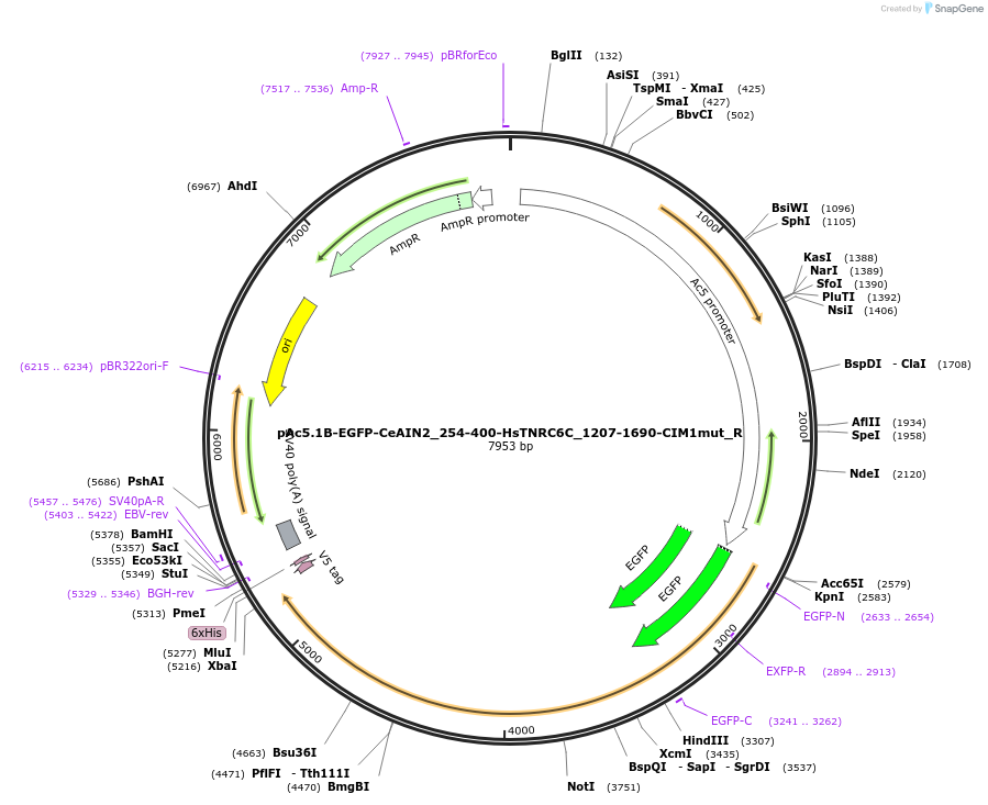 147395-plasmid-map-sequence-id-289842