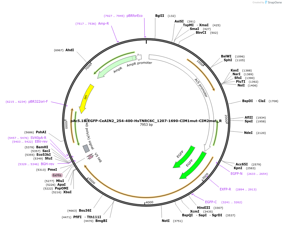 147396-plasmid-map-sequence-id-289843