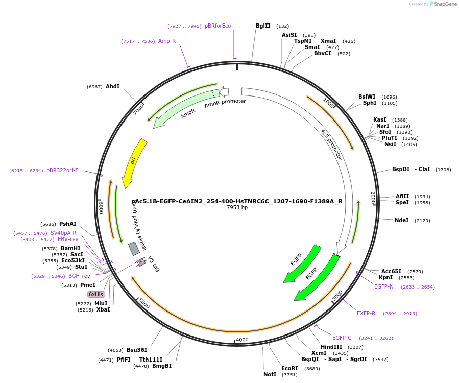 147398-plasmid-map-sequence-id-289845