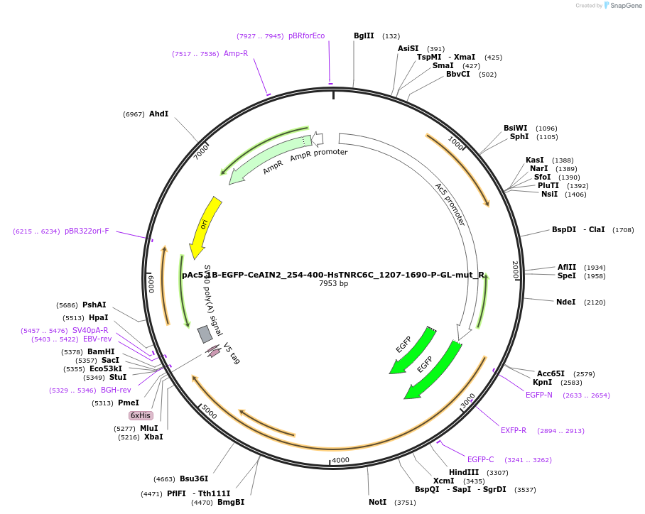 147399-plasmid-map-sequence-id-289846
