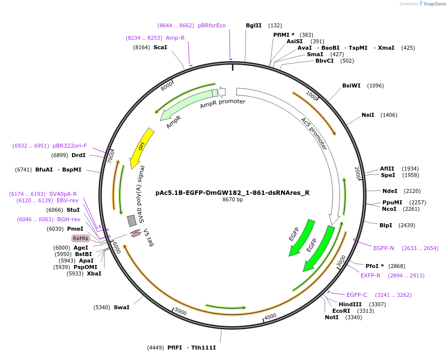 147401-plasmid-map-sequence-id-289848