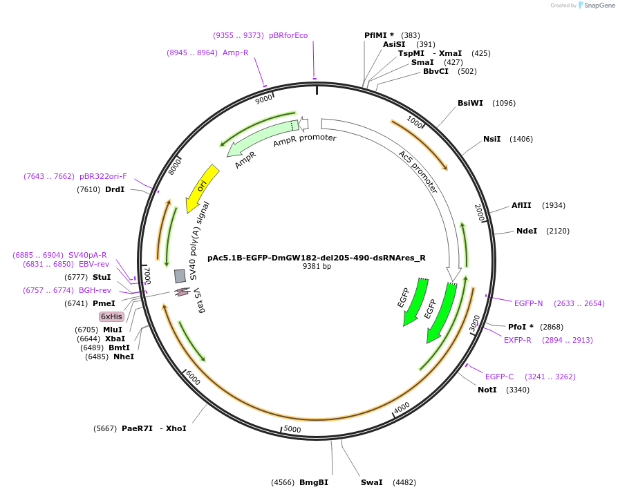 147402-plasmid-map-sequence-id-289849