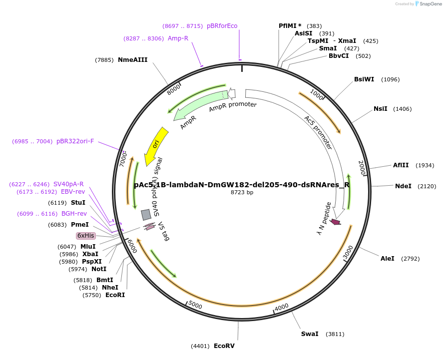147403-plasmid-map-sequence-id-289850