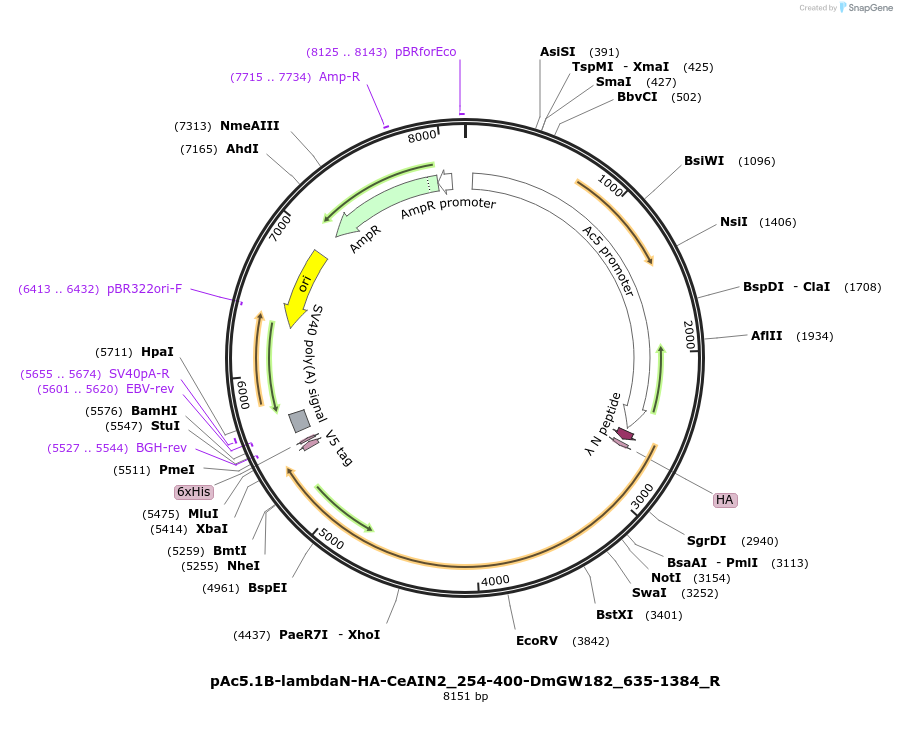 147405-plasmid-map-sequence-id-289852