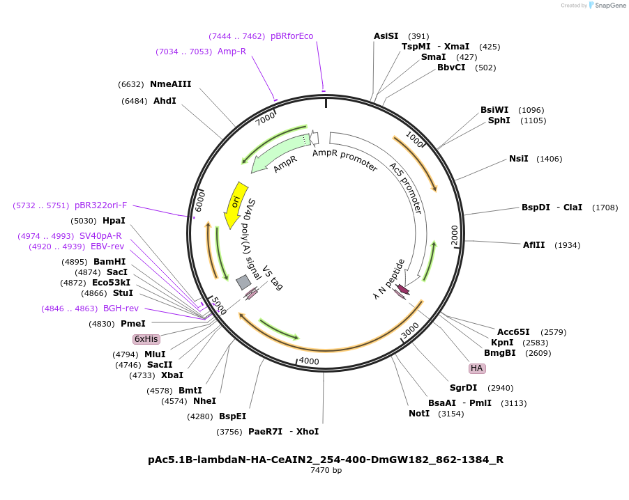 147406-plasmid-map-sequence-id-289853