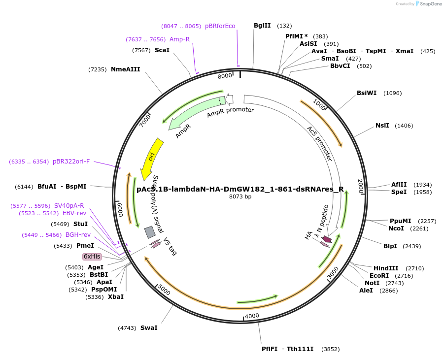 147408-plasmid-map-sequence-id-289855
