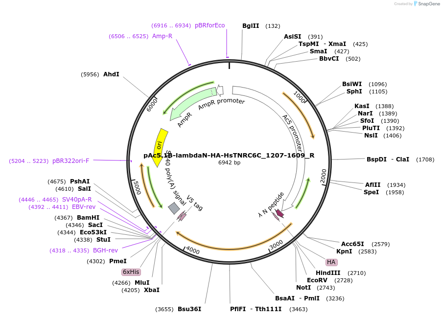 147410-plasmid-map-sequence-id-289857
