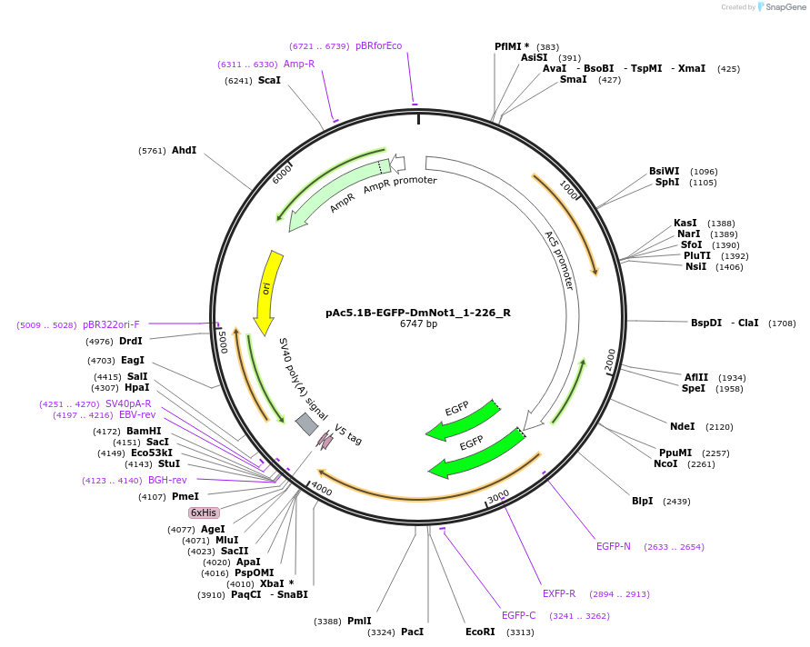 147416-plasmid-map-sequence-id-289863
