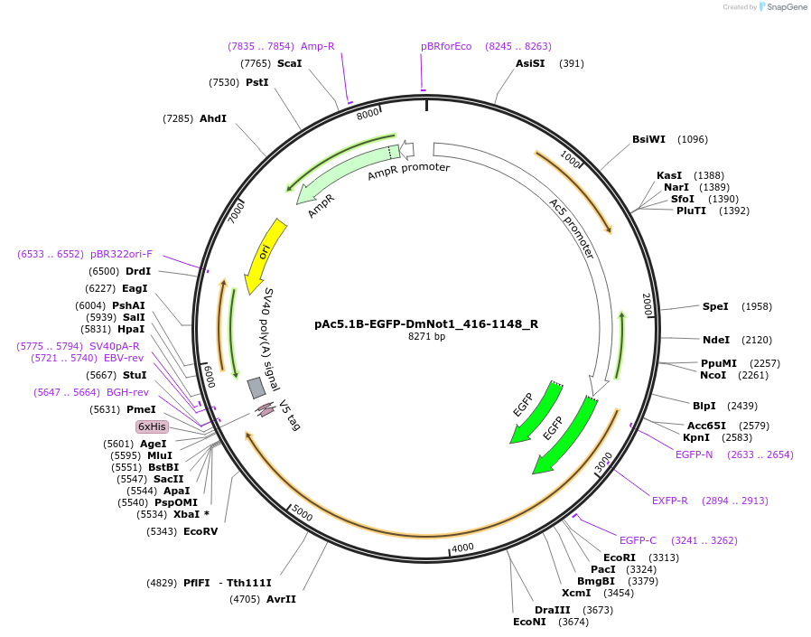 147418-plasmid-map-sequence-id-289865
