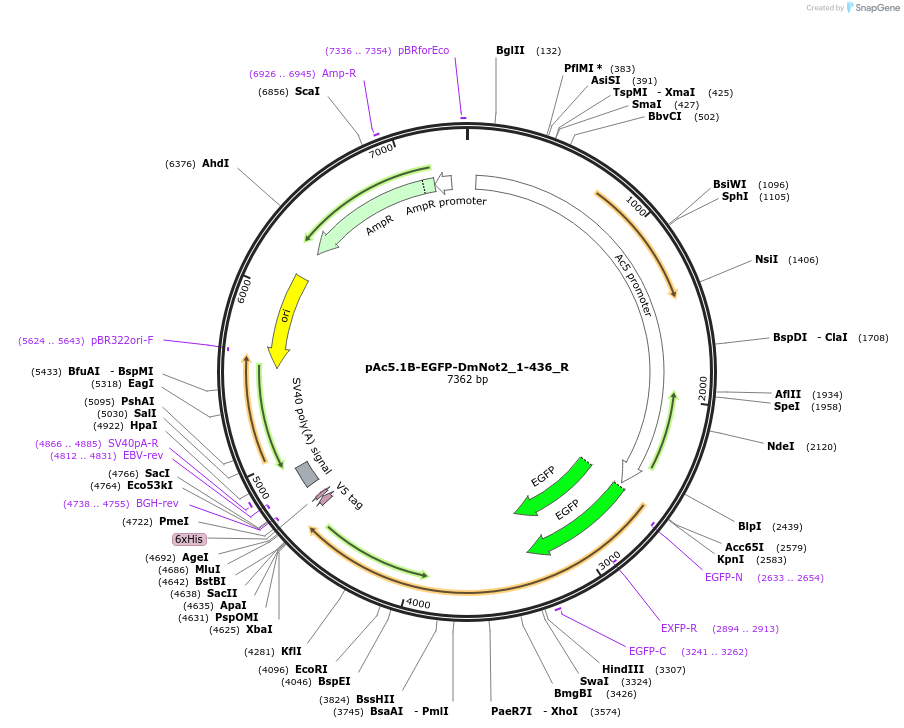 147419-plasmid-map-sequence-id-289866