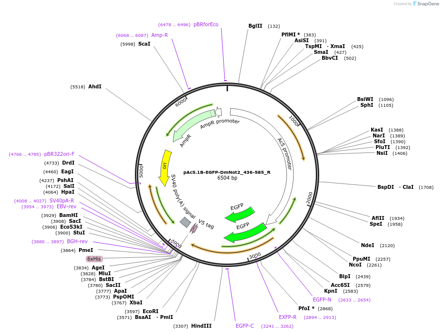 147421-plasmid-map-sequence-id-289868