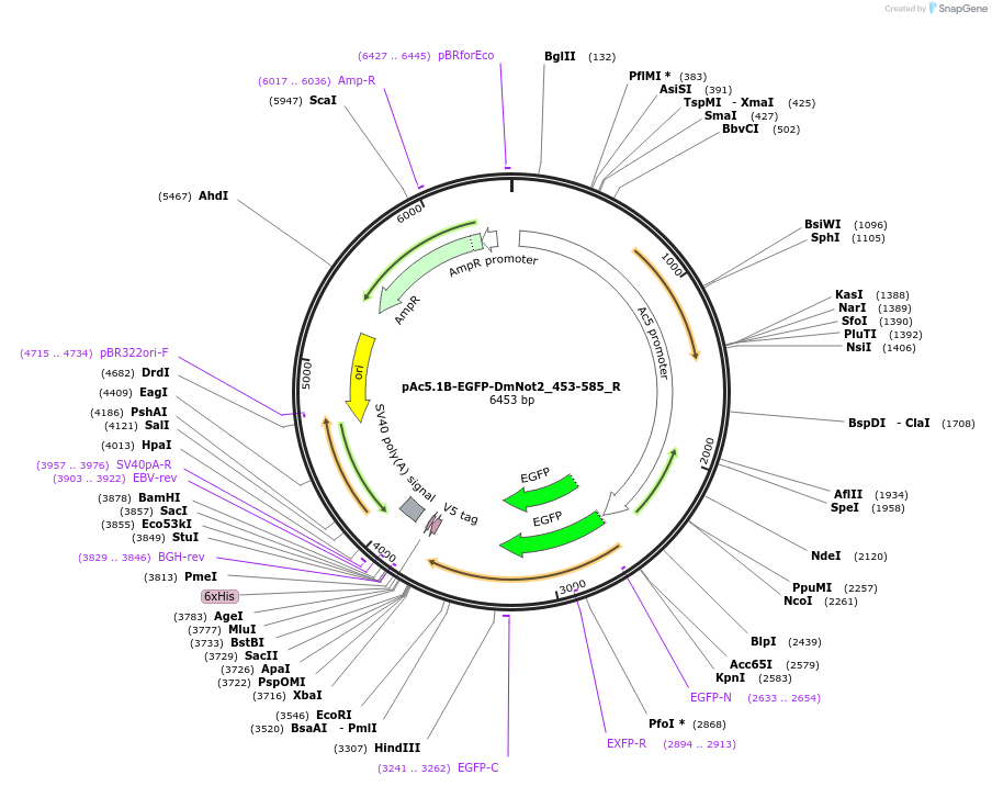 147422-plasmid-map-sequence-id-289869