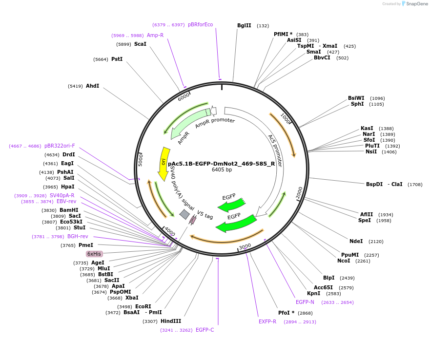 147423-plasmid-map-sequence-id-289870