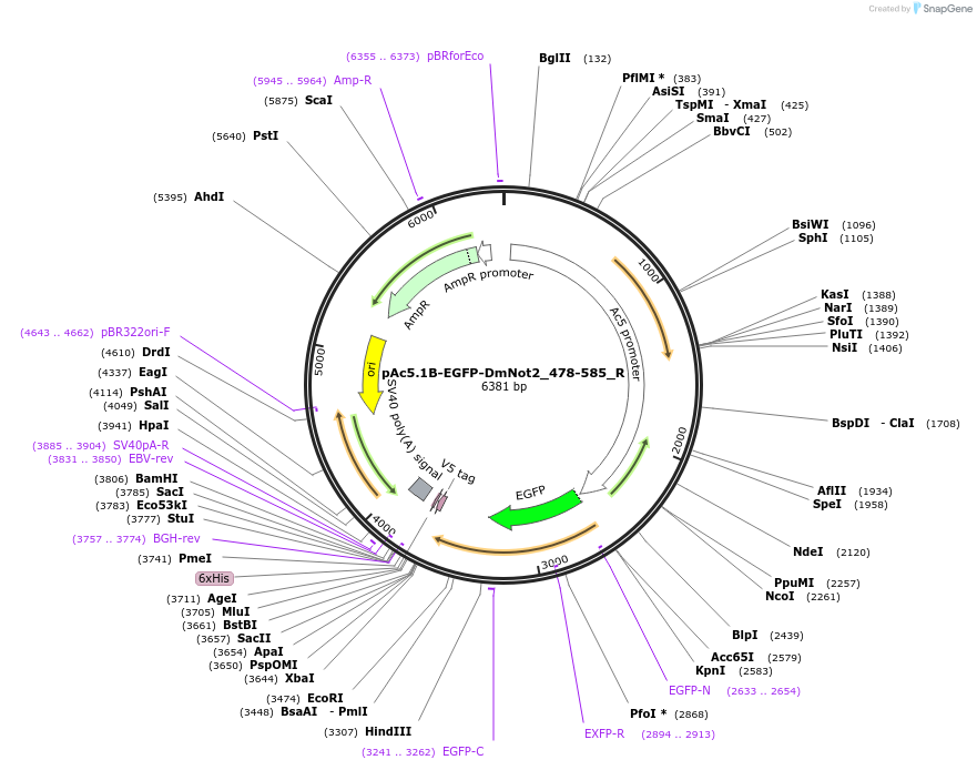 147424-plasmid-map-sequence-id-289871