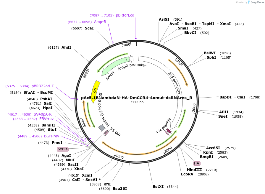 147425-plasmid-map-sequence-id-289872