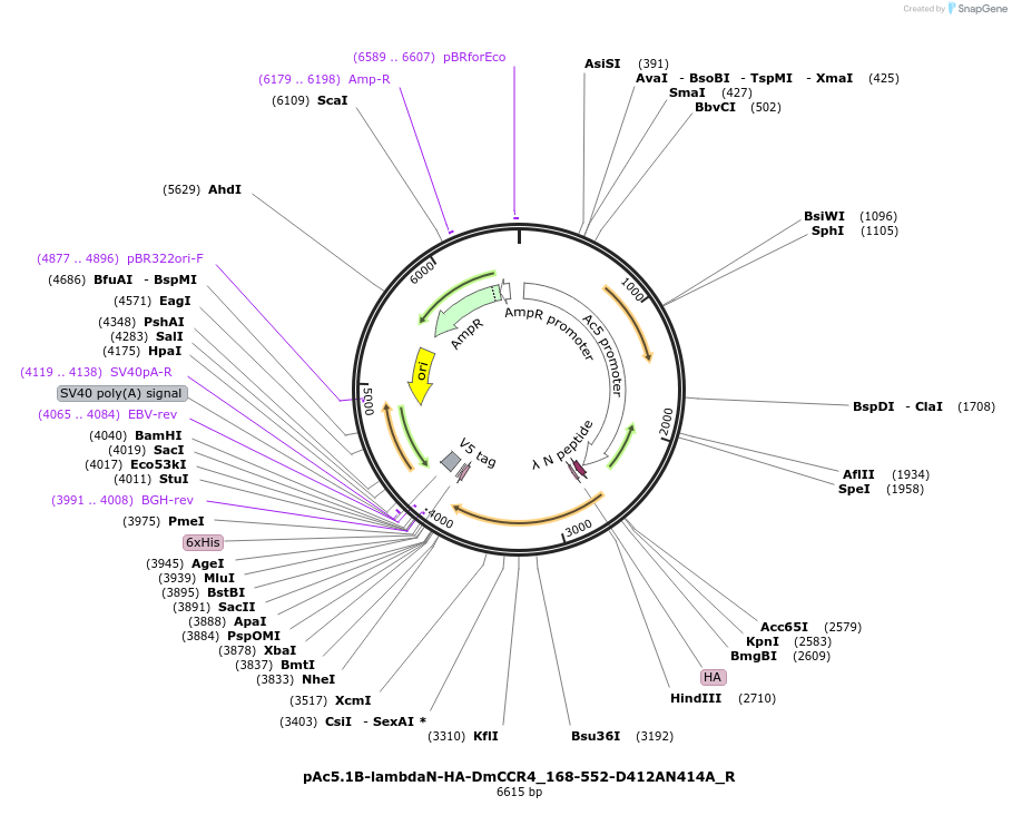 147427-plasmid-map-sequence-id-289874
