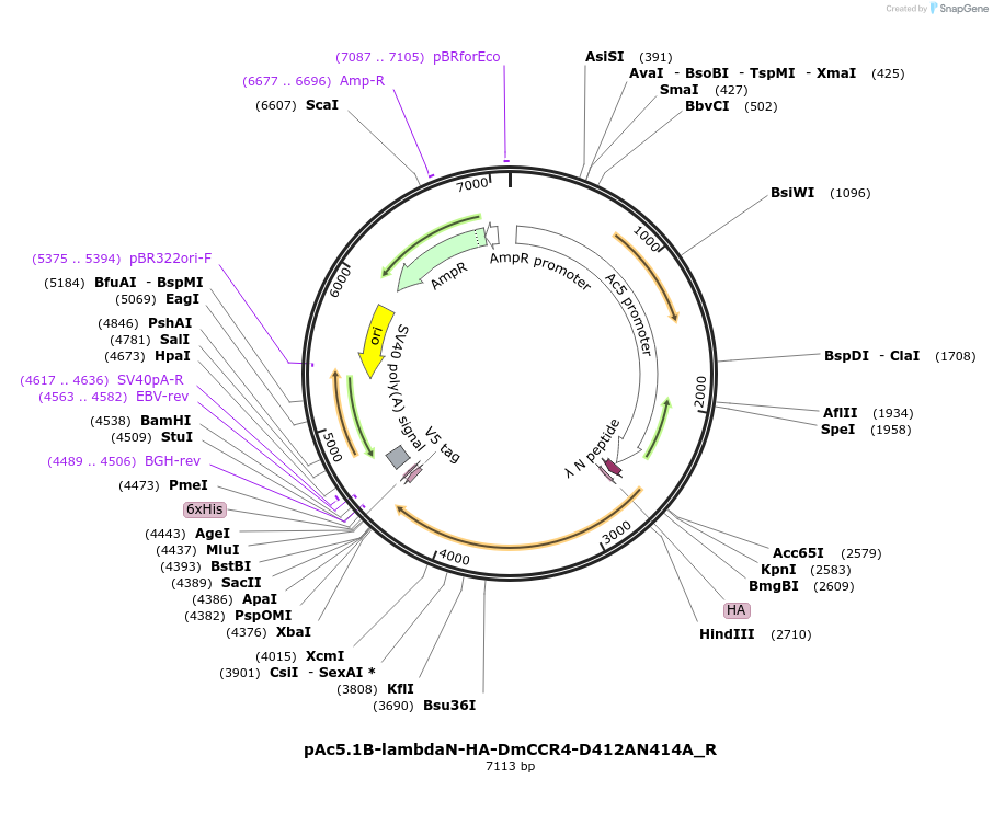 147428-plasmid-map-sequence-id-289875