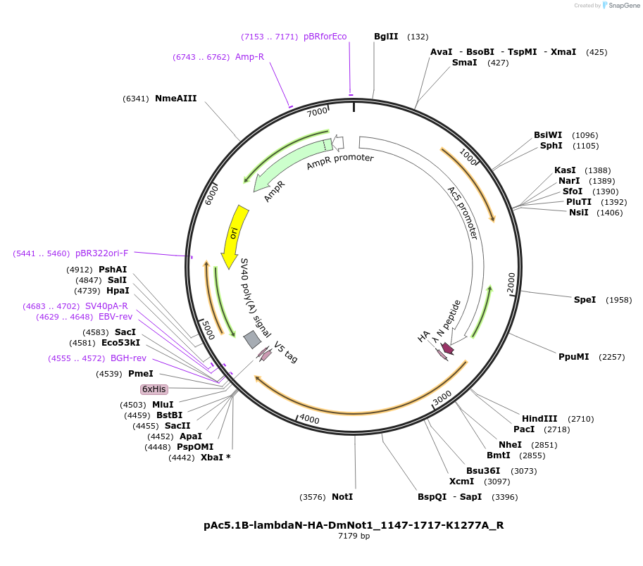 147431-plasmid-map-sequence-id-289878