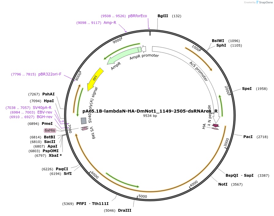 147432-plasmid-map-sequence-id-289879