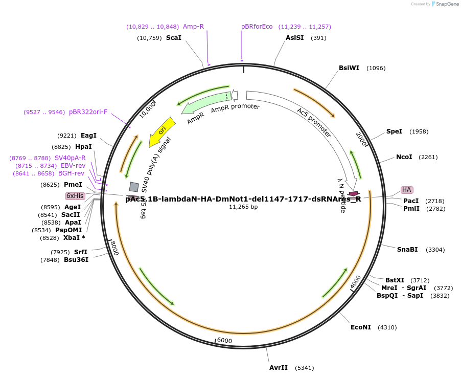 147434-plasmid-map-sequence-id-289881