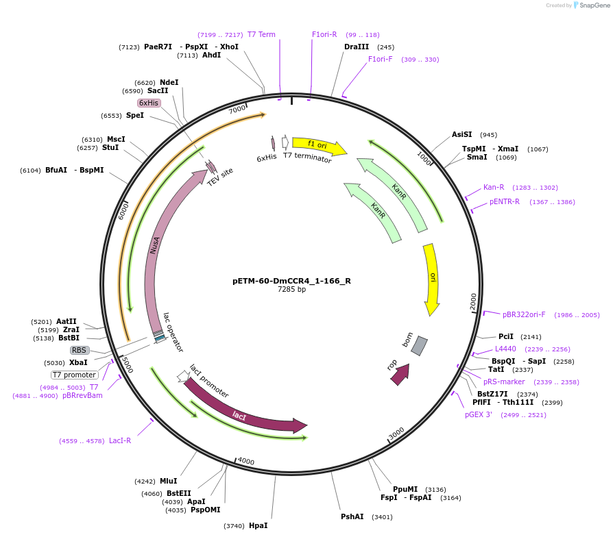 147439-plasmid-map-sequence-id-289886