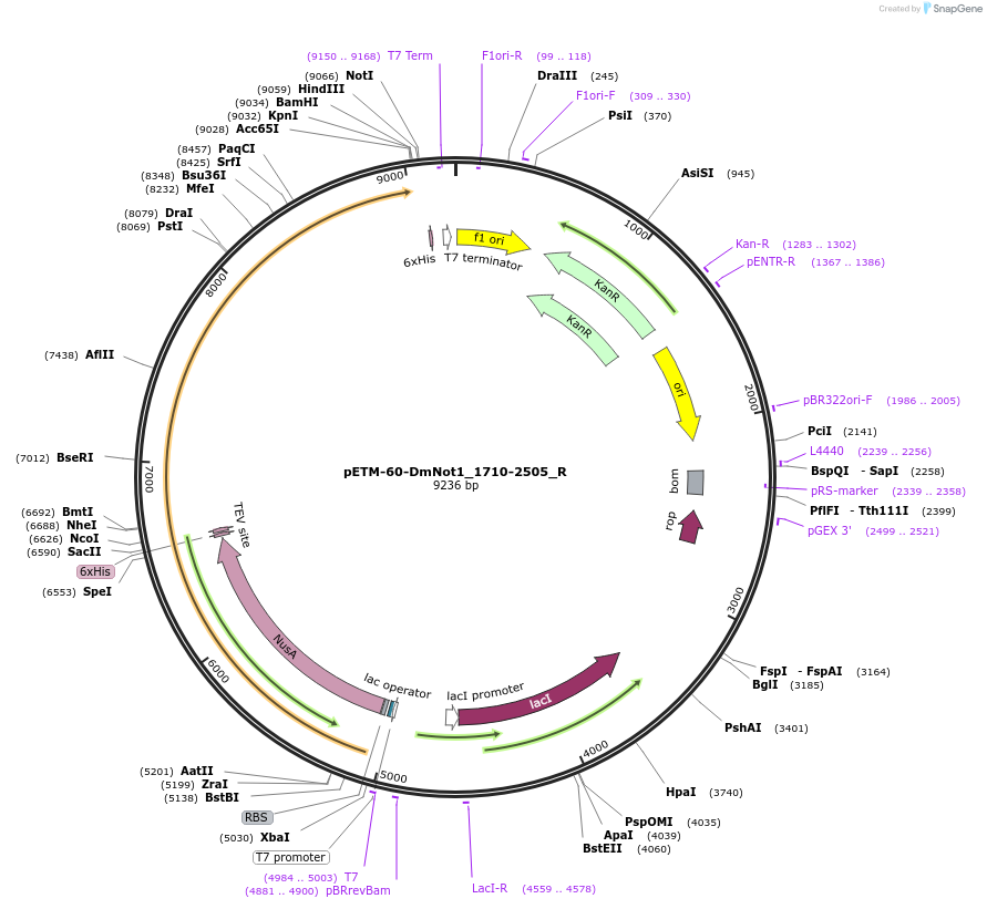 147440-plasmid-map-sequence-id-289887
