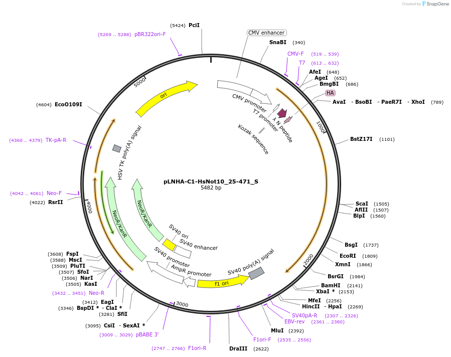 147446-plasmid-map-sequence-id-289893