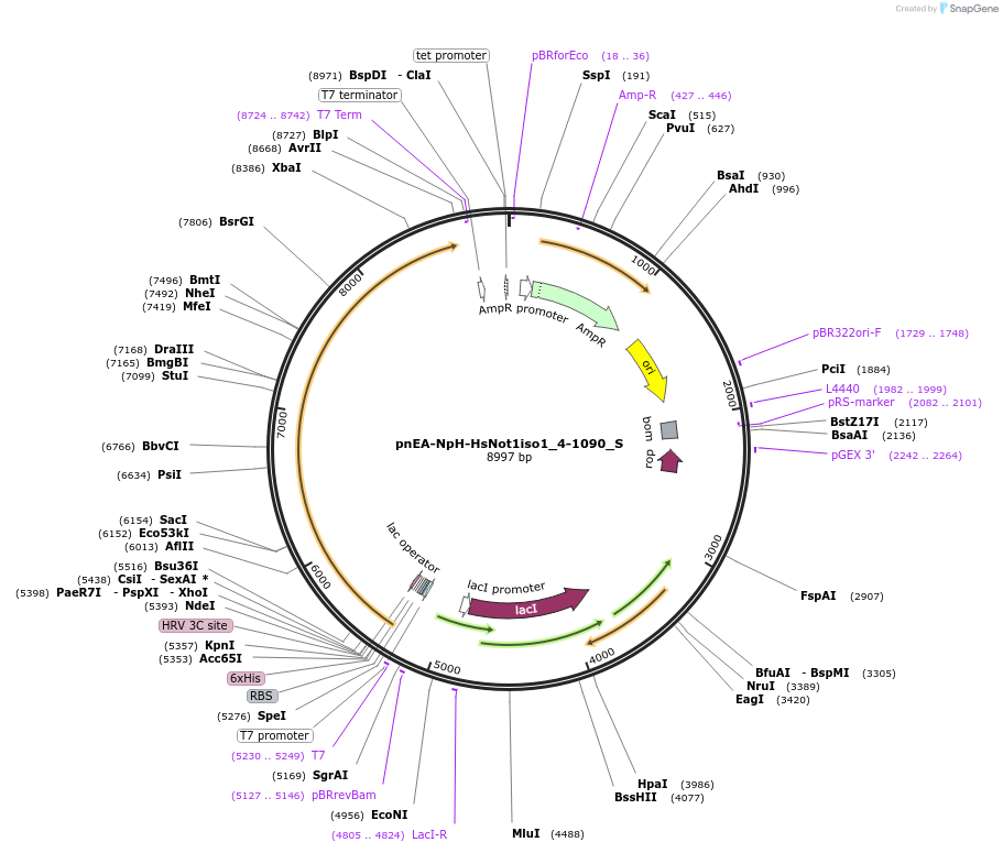 147448-plasmid-map-sequence-id-289895