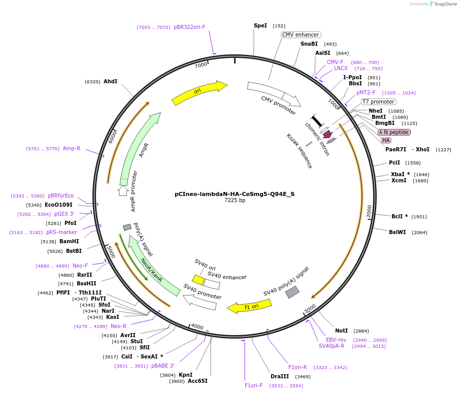 147459-plasmid-map-sequence-id-289906