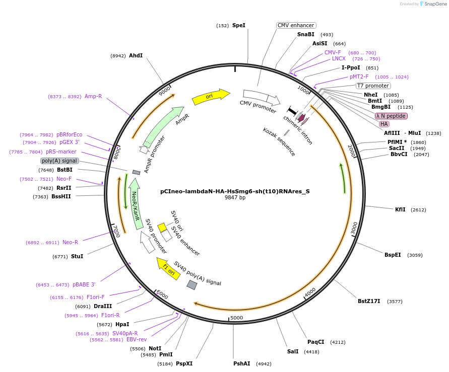147460-plasmid-map-sequence-id-289907