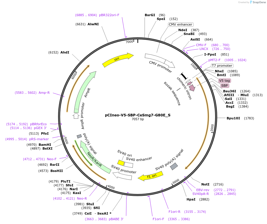 147466-plasmid-map-sequence-id-289913