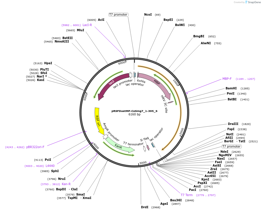 147475-plasmid-map-sequence-id-289922