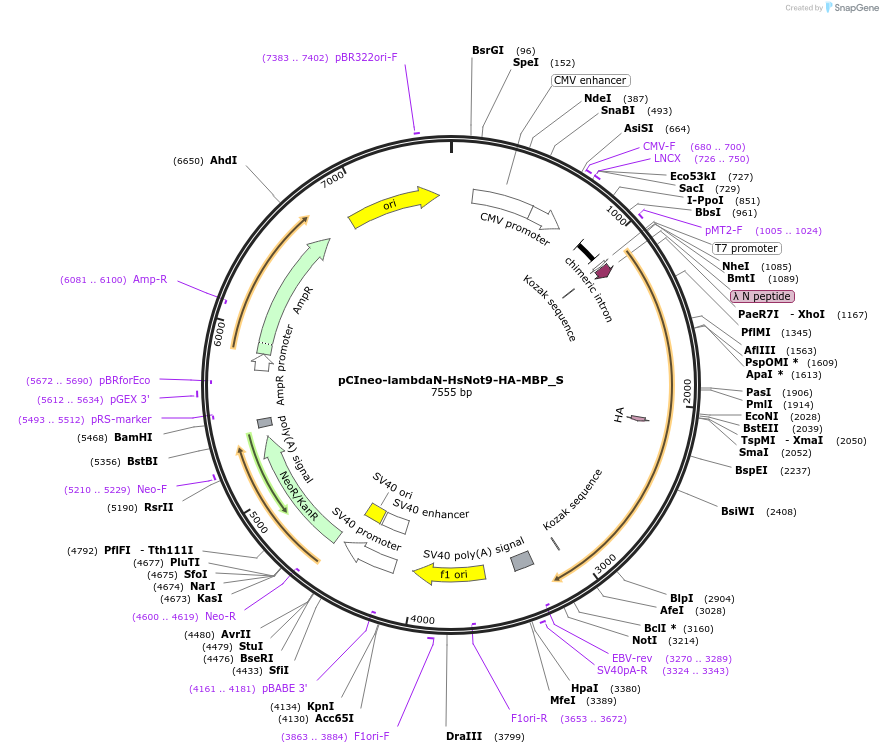 147483-plasmid-map-sequence-id-289930