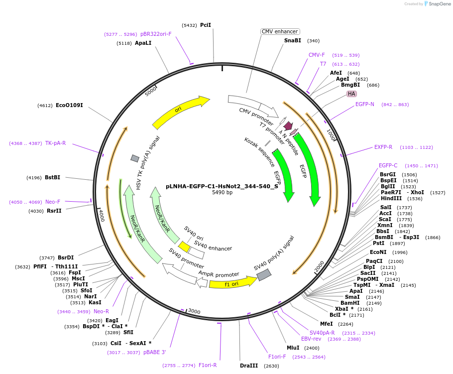147492-plasmid-map-sequence-id-289939