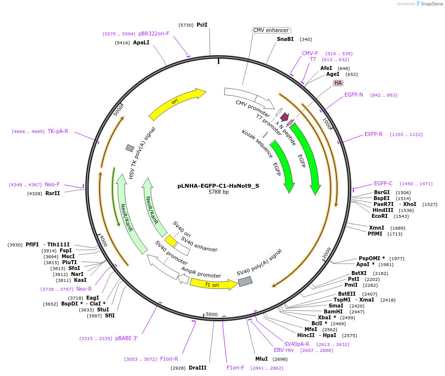 147493-plasmid-map-sequence-id-289940