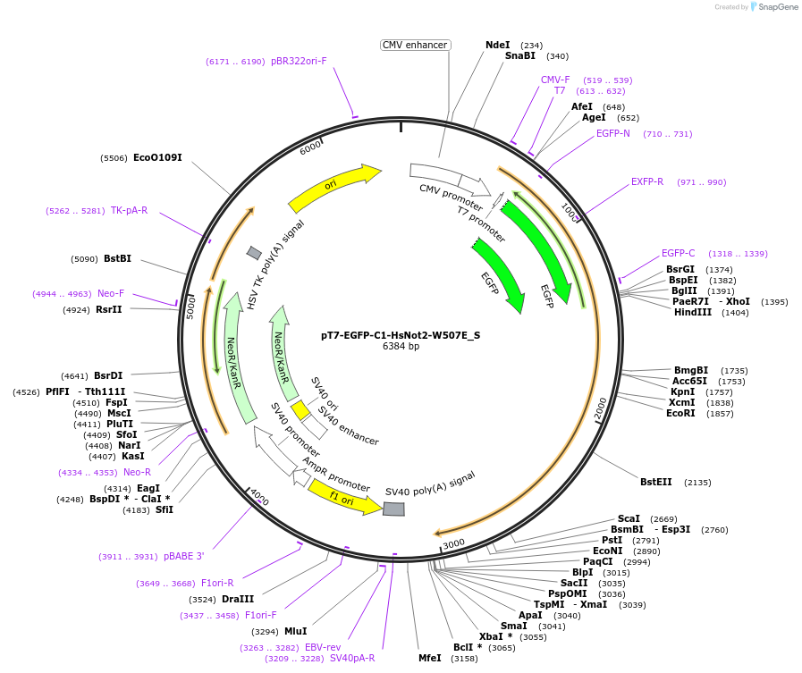 147511-plasmid-map-sequence-id-289958