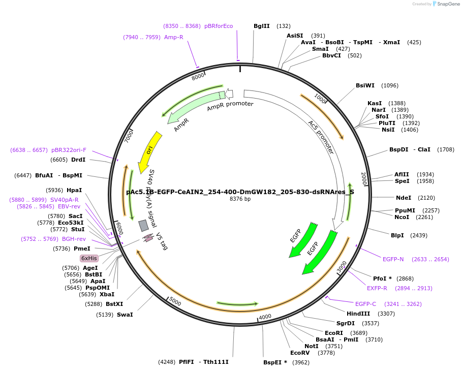 147513-plasmid-map-sequence-id-289960