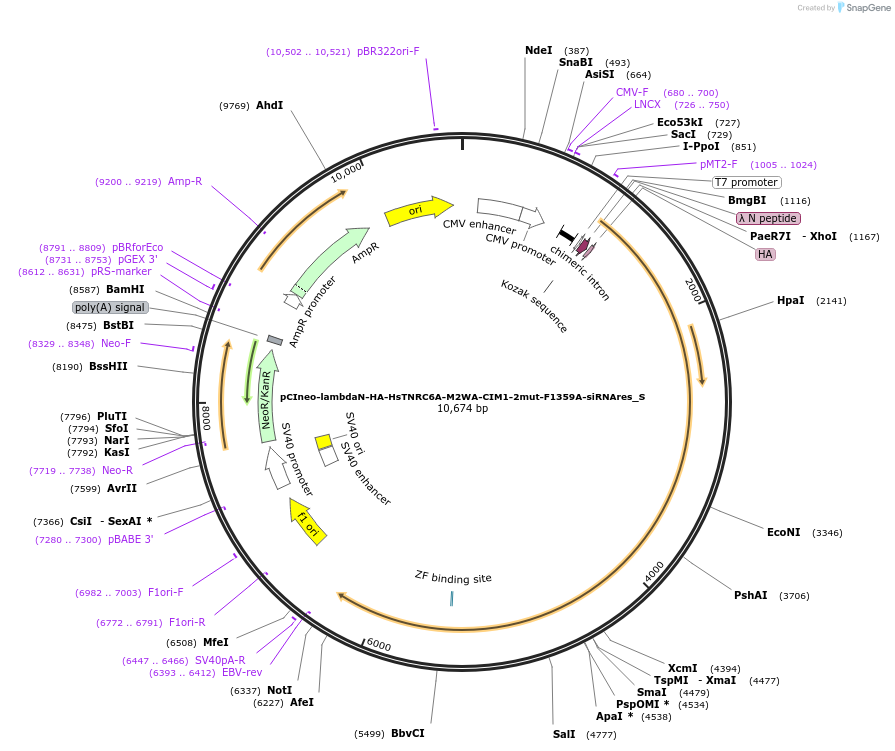 147516-plasmid-map-sequence-id-289963