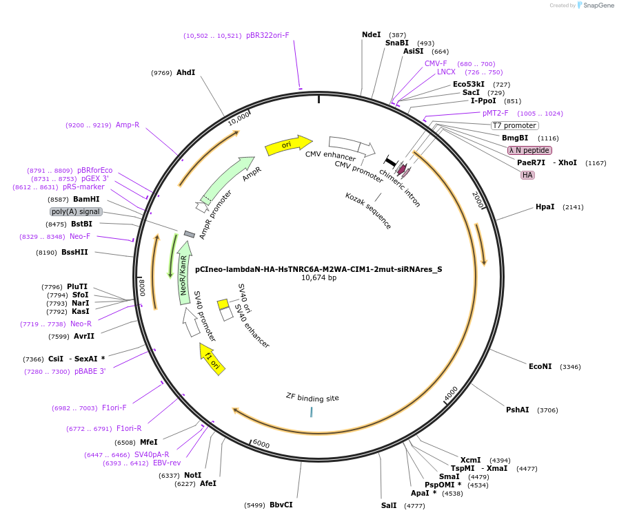 147517-plasmid-map-sequence-id-289964