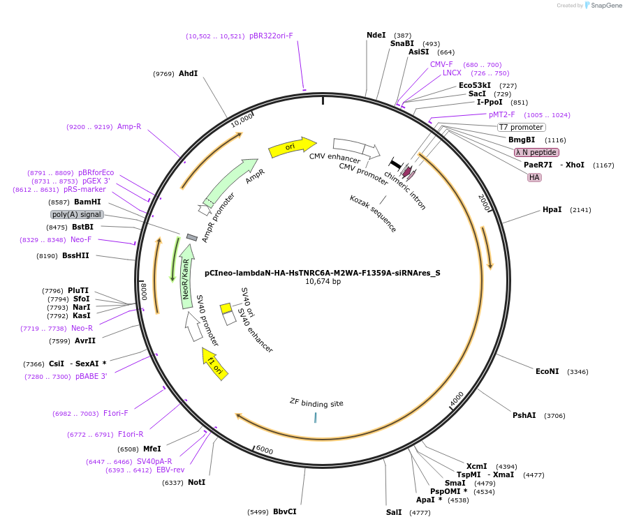 147518-plasmid-map-sequence-id-289965