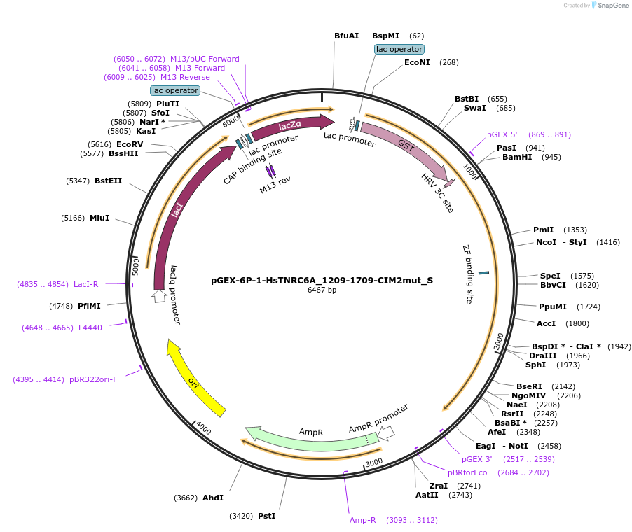 147524-plasmid-map-sequence-id-289971