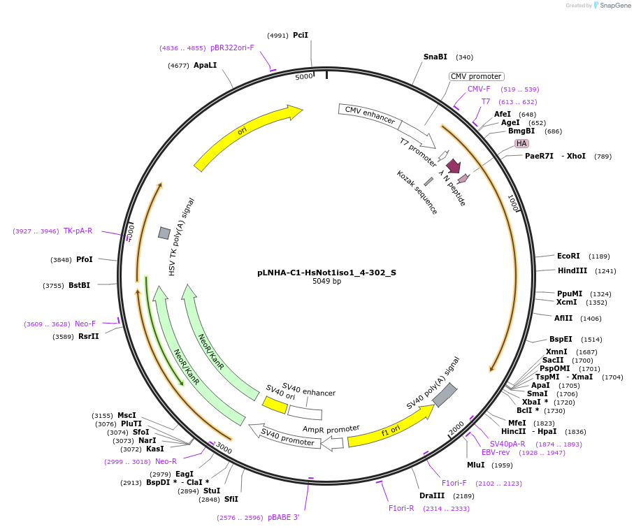 147530-plasmid-map-sequence-id-289977