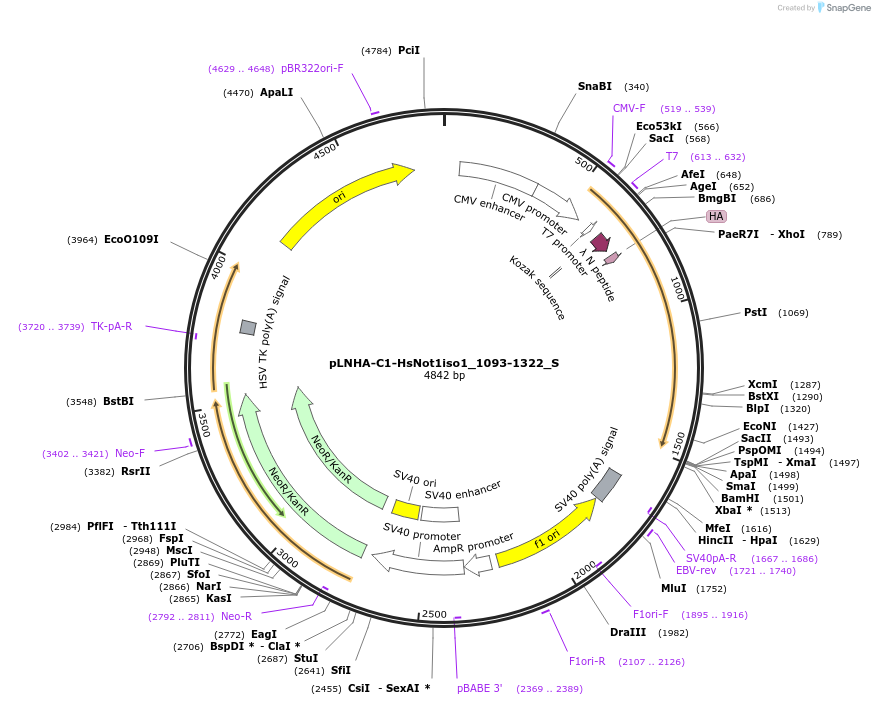 147532-plasmid-map-sequence-id-289979