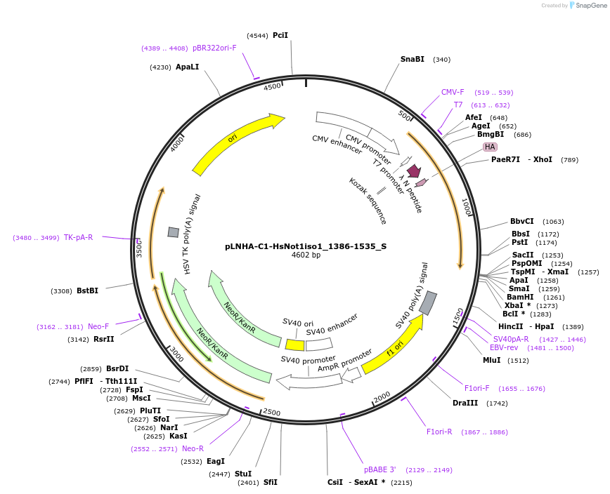 147534-plasmid-map-sequence-id-289981