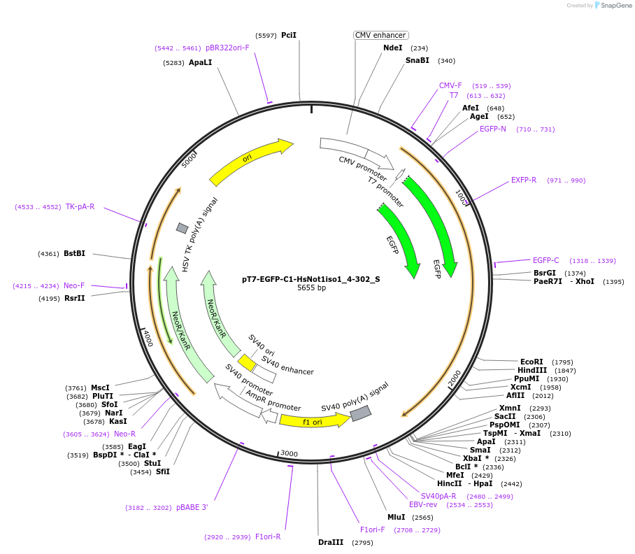 147536-plasmid-map-sequence-id-289983