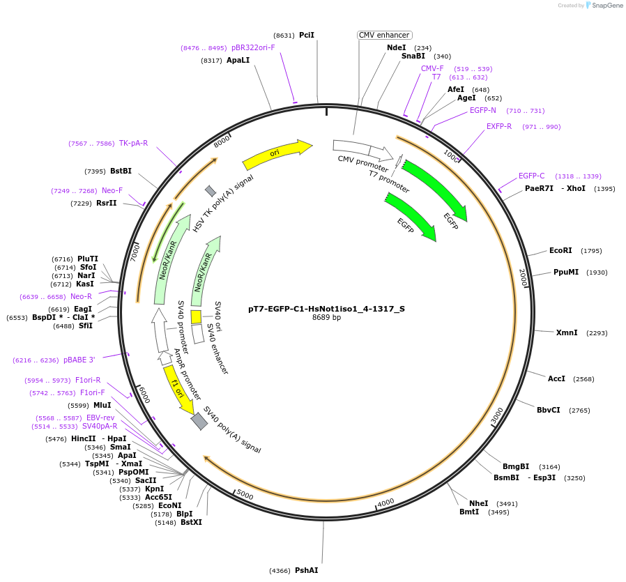 147537-plasmid-map-sequence-id-289984