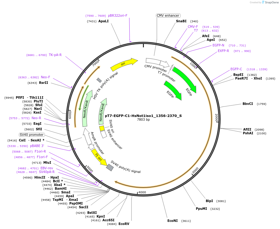 147539-plasmid-map-sequence-id-289986