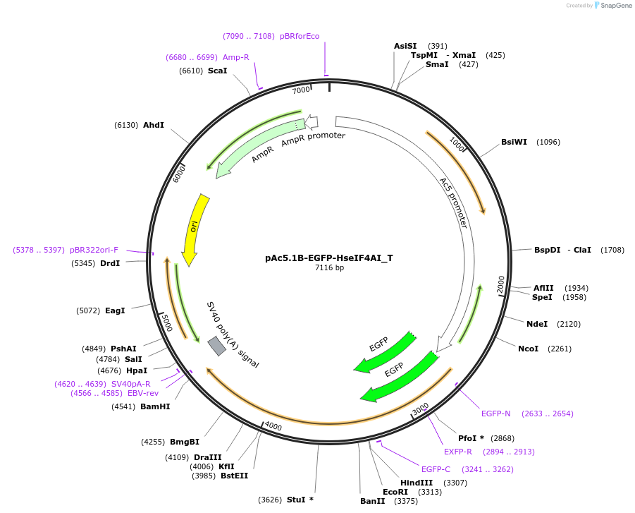 147542-plasmid-map-sequence-id-289989