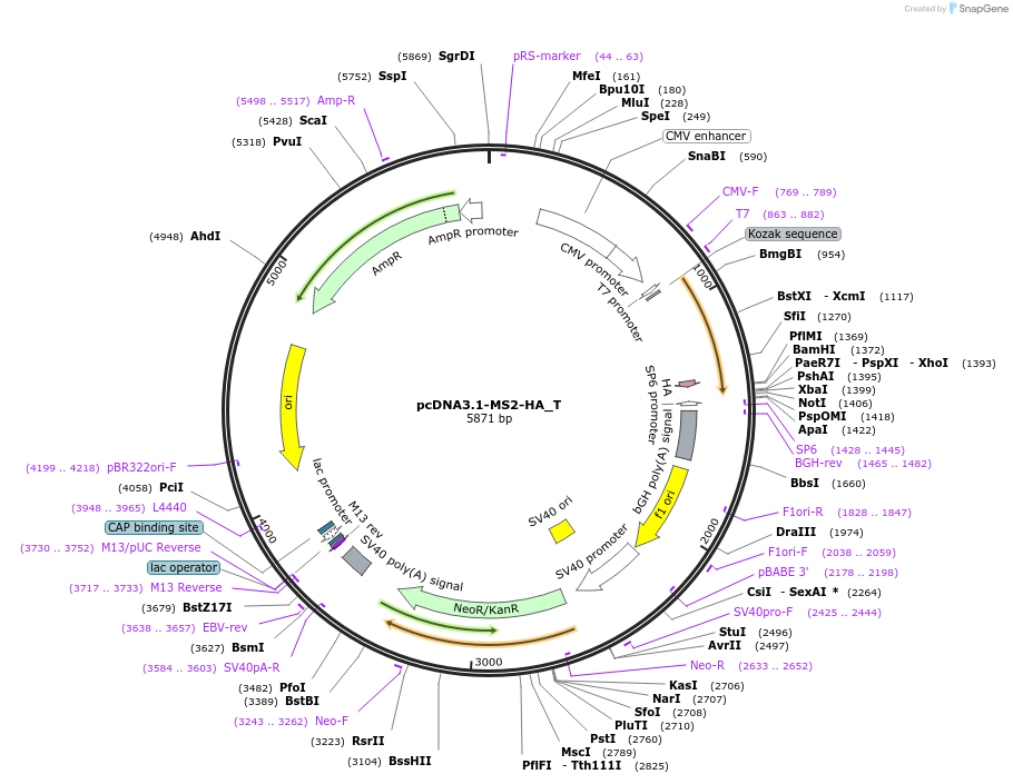 147544-plasmid-map-sequence-id-289991