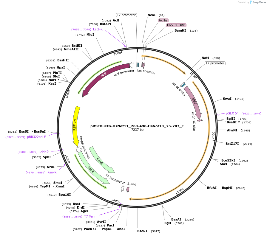 147549-plasmid-map-sequence-id-289996